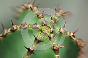 Thorny cactus photo