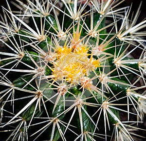 Thorny cactus macro image, showing center detail.