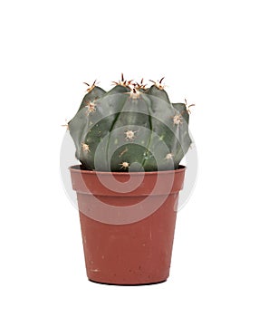 Thorny cactus plant isolated