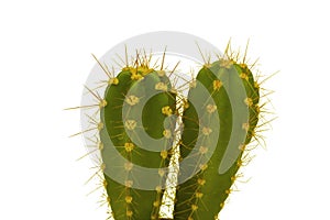 Thorny cactus plant isolated