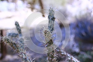 Thorny Cactus plant in an outdoor garden