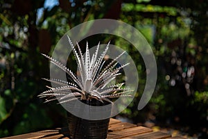 Thorny cactus plant stalks