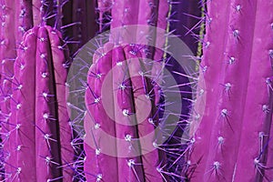 Thorny Cactus Plants in Surreal Purple Colored