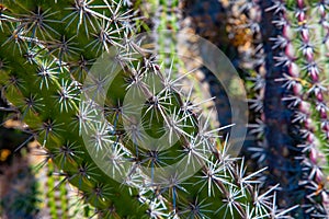 Thorny Cactus Spine