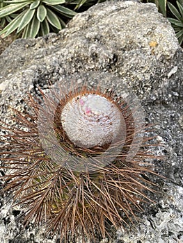 Thorny cactus with tiny pink flowers