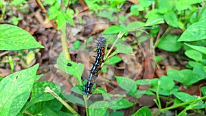 a thorny caterpillar that is eating leaves that are black with orange, white and blue motifs