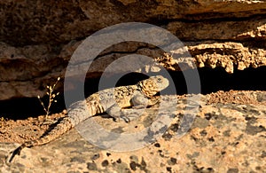 A thorny cut in front of its nest