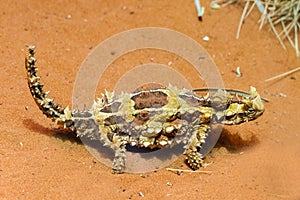 Thorny Devil