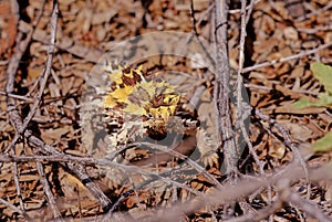 Thorny devil