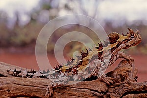 Thorny devil