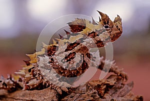 Thorny devil