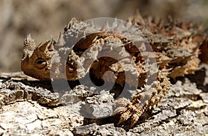 Thorny Devil