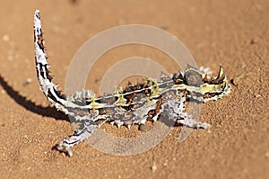 Thorny Devil