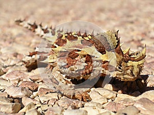 Thorny Devil