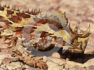 Thorny Devil photo