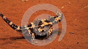 Thorny devil Australia