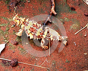 Thorny Devil Australia