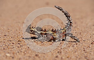 Thorny Devil in Australian outback side view