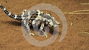 Thorny devil at desert