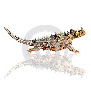 Thorny devil isolated on white background photo