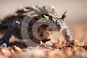 Thorny Devil Lizard photo