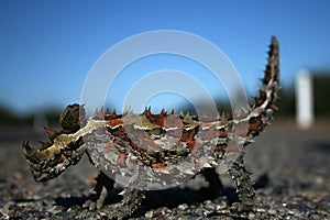 Thorny Devil Lizard, Australia photo