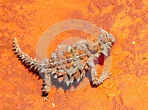 Thorny devil lizard australia