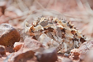 Thorny Devil Lizard climbing up some stones