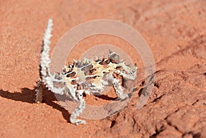 Thorny Devil Lizard looking at camera photo