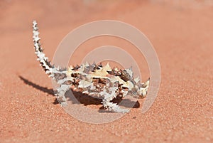 Thorny Devil Lizard looking at tiny blurred ant