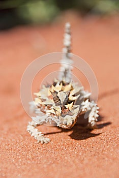 Thorny Devil Lizard maing a bow towards camera photo