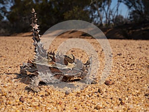 Thorny Devil lizard on outback Australia track