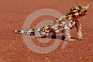 Thorny devil photo