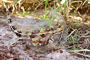 Thorny Devil, Outback, Australia