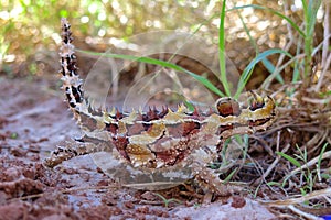 Thorny Devil, Outback, Australia