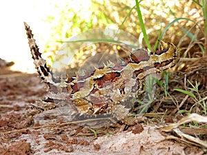 Thorny Devil, Outback, Australia