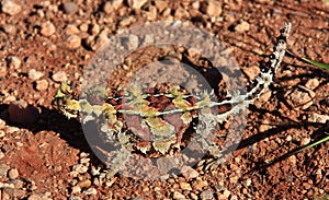 Thorny Devil, Outback, Australia