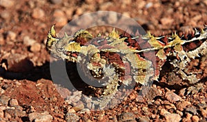 Thorny Devil, Outback, Australia