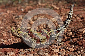Thorny Devil, Outback, Australia