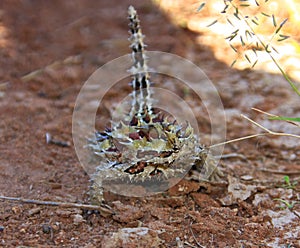 Thorny Devil, Outback, Australia