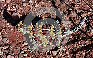 Thorny Devil, Outback, Australia