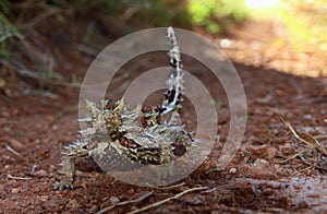 Thorny Devil, Outback, Australia