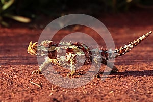 A Thorny Devil in the outback of Australia