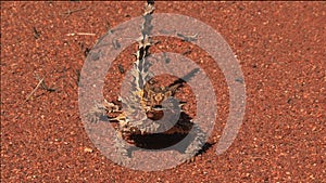 Thorny devil, in the outback of Australia