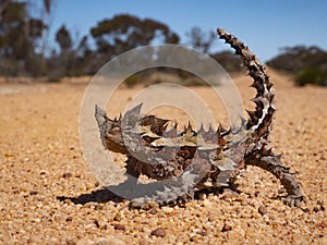 Thorny Devil in Outback Australia photo