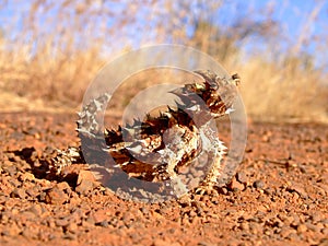 Thorny Devil photo