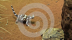 Thorny devil on red sand