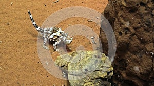 Thorny devil on red sand