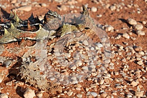 Thorny devil reptile close up face