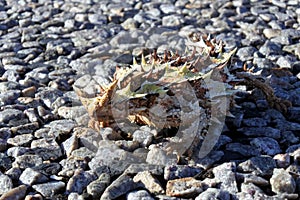 Thorny devil reptile Western Australia